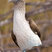 Blue-footed Booby
